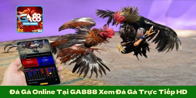 Đá Gà Online Tại GA88 Xem Đá Gà Trực Tiếp HD, Trận Đấu Kịch Tính Sôi Động