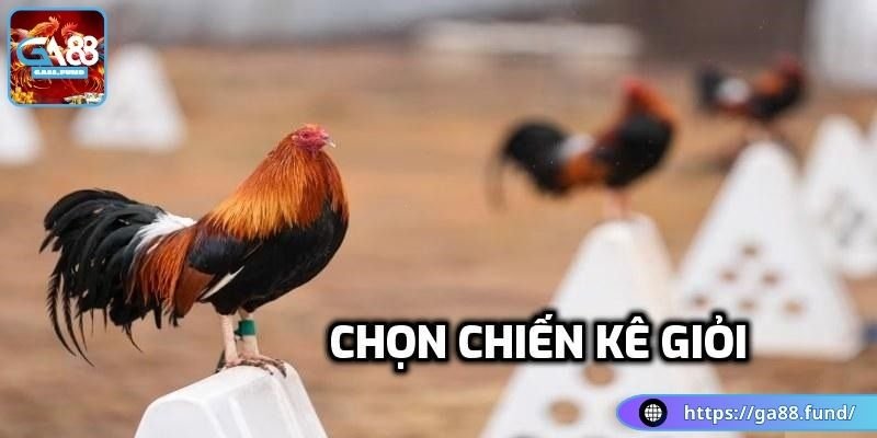 Quyết định chọn chiến kê