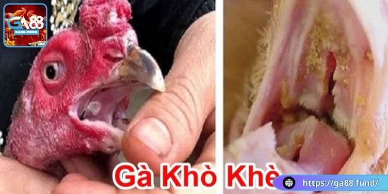 Hướng dẫn trị gà bị kho khan, ủ rũ